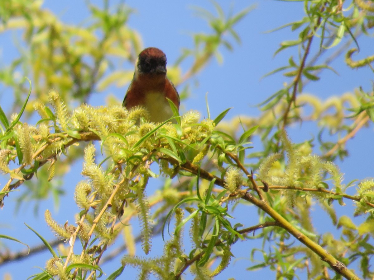 Bay-breasted Warbler - ML253021771