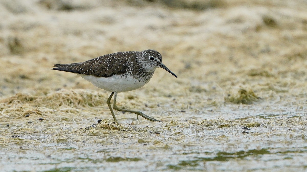 Solitary Sandpiper - ML253022411