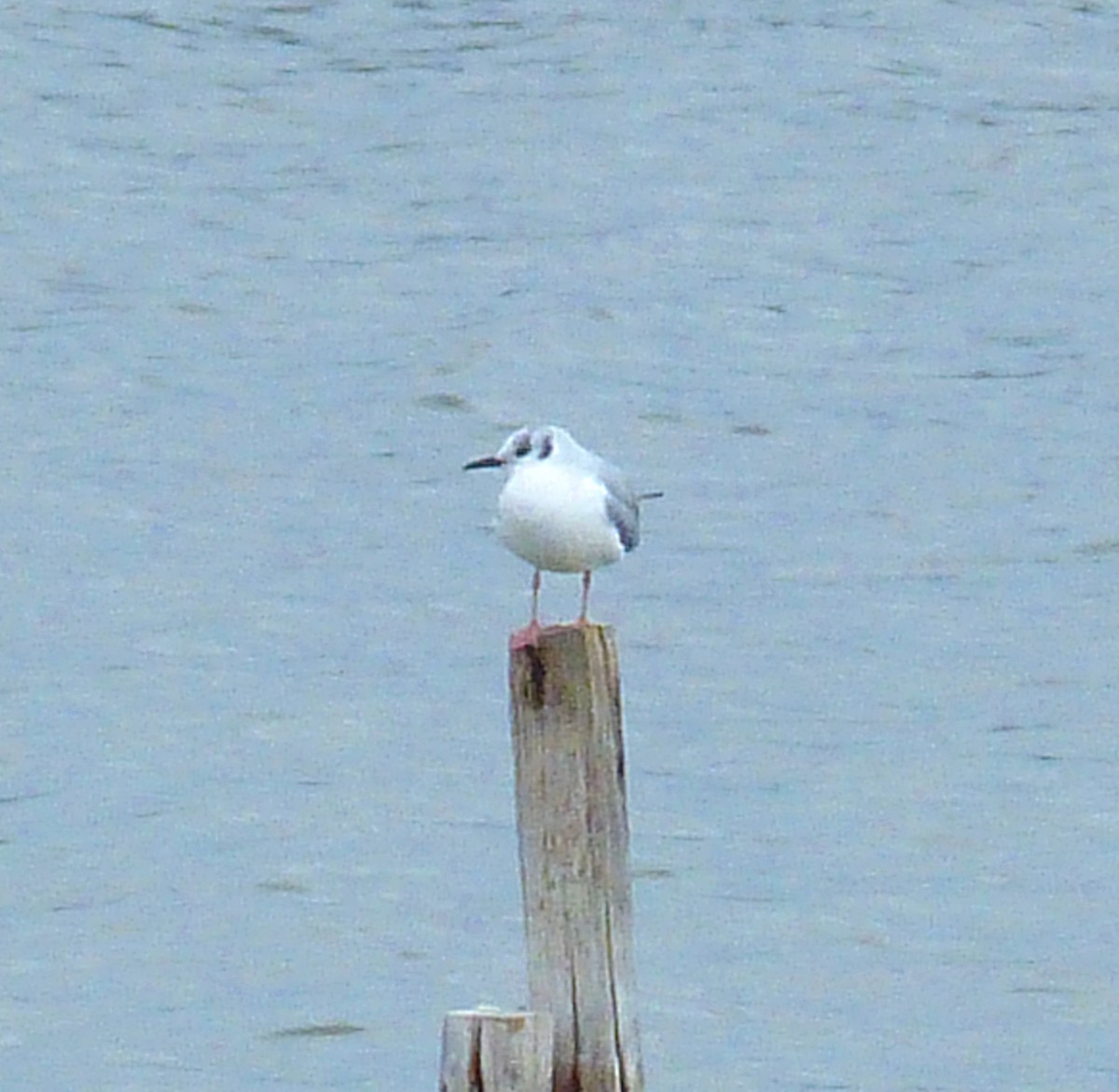 Bonaparte's Gull - David Zittin