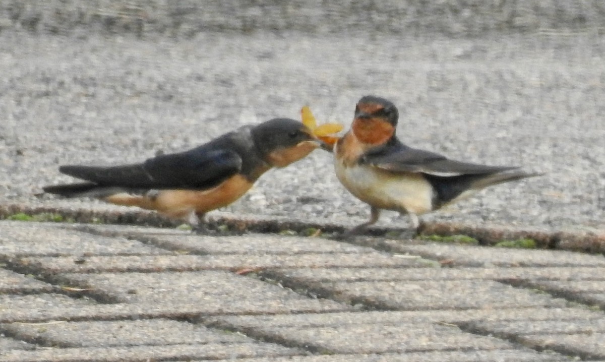 Barn Swallow - ML253023411