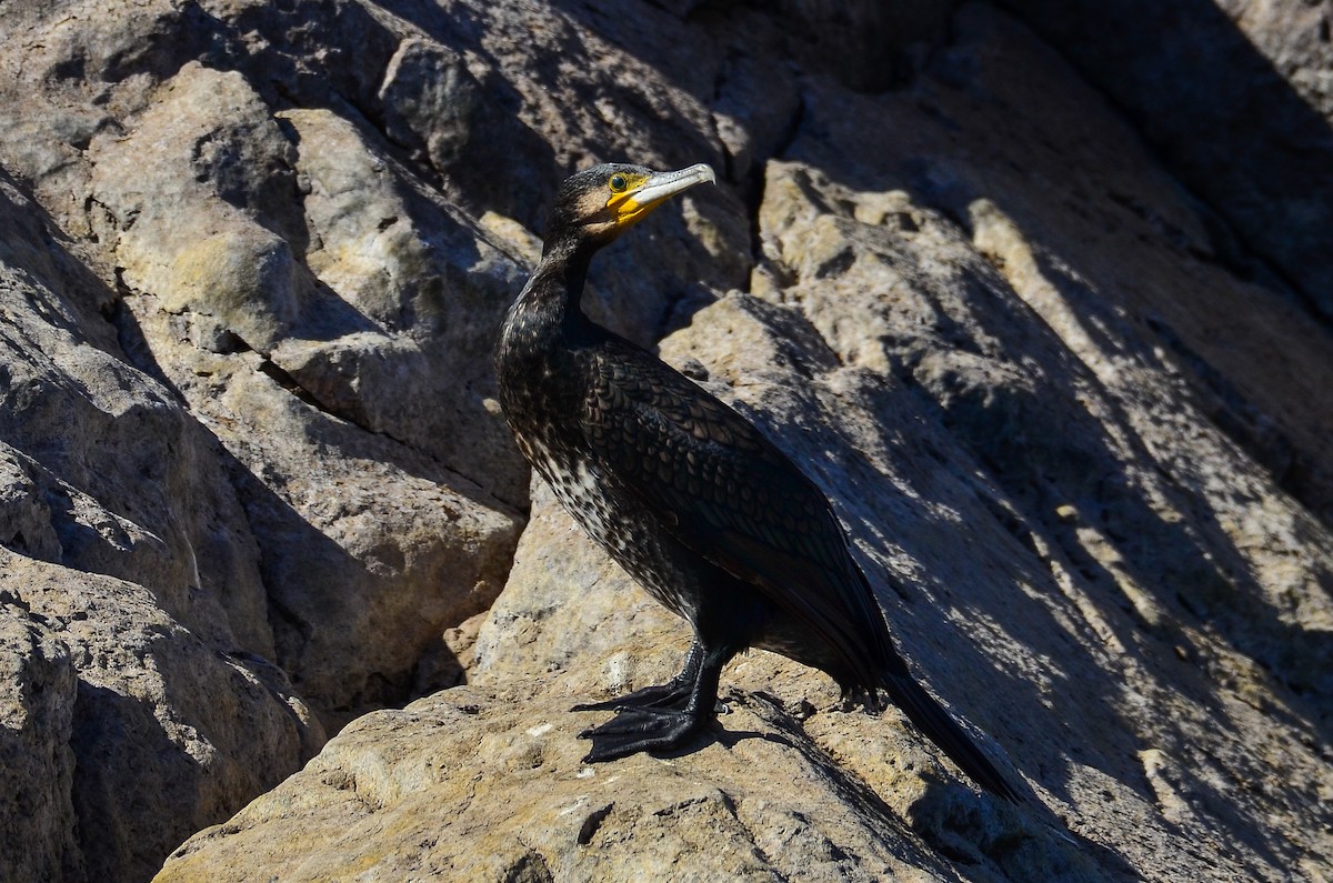 Great Cormorant - ML253024461