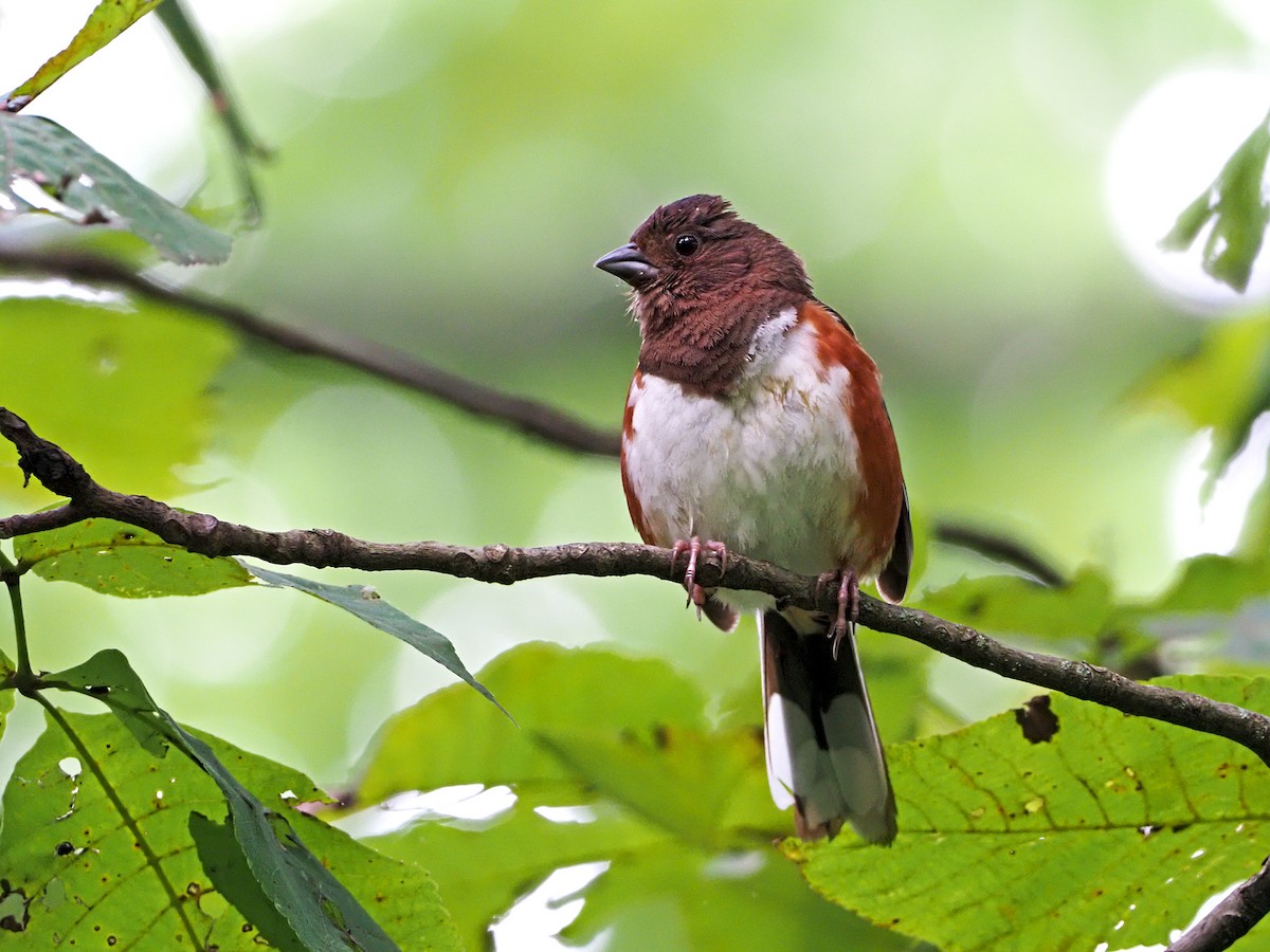 Eastern Towhee - ML253026701