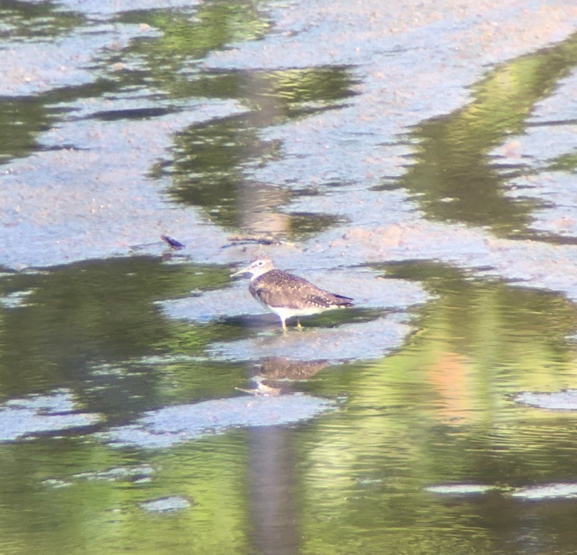 Solitary Sandpiper - ML253028201