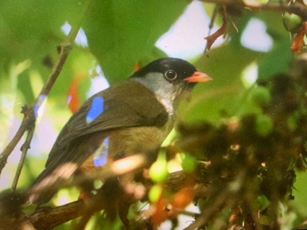 Bush Blackcap - ML253028711