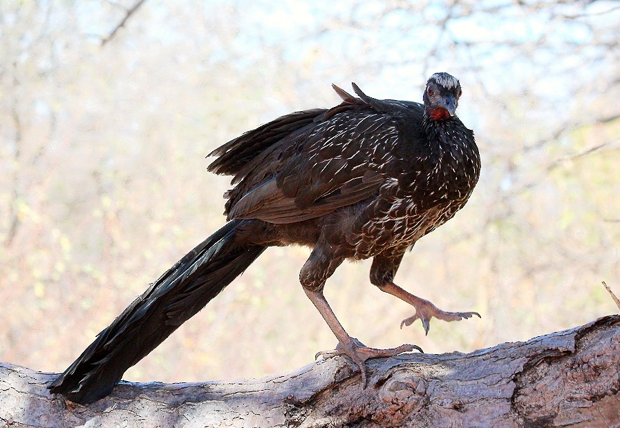 White-browed Guan - ML253030071