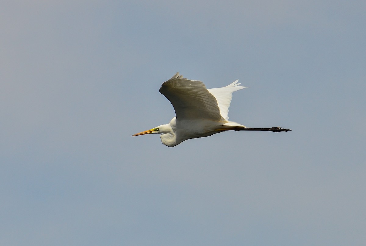 Great Egret - Watter AlBahry