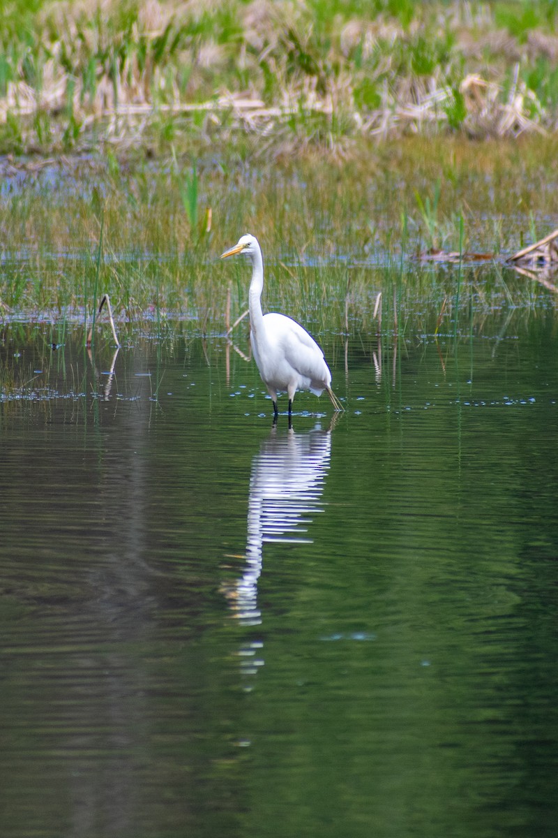 Great Egret - Patrick LaClair