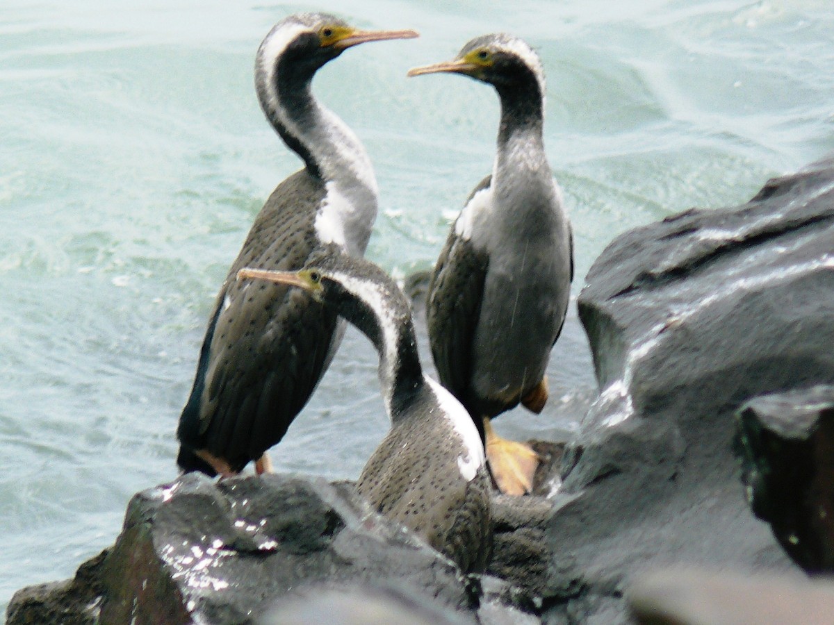 Spotted Shag - ML253030641