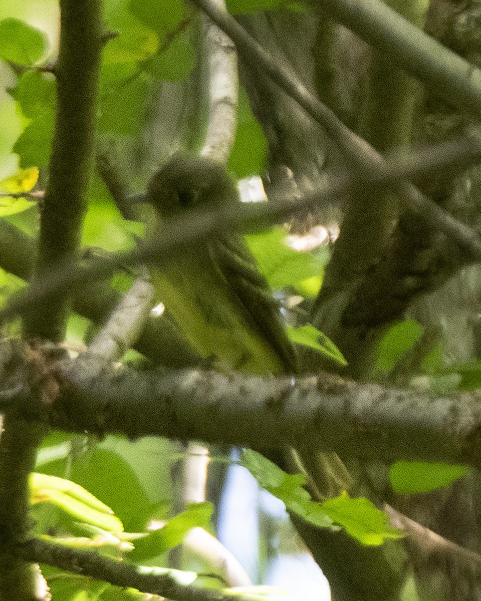 Yellow-bellied Flycatcher - ML253030851