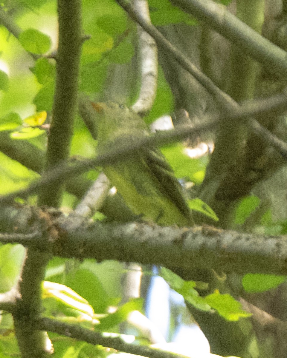 Yellow-bellied Flycatcher - ML253030891