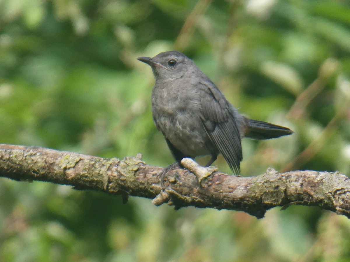 Pájaro Gato Gris - ML253030911