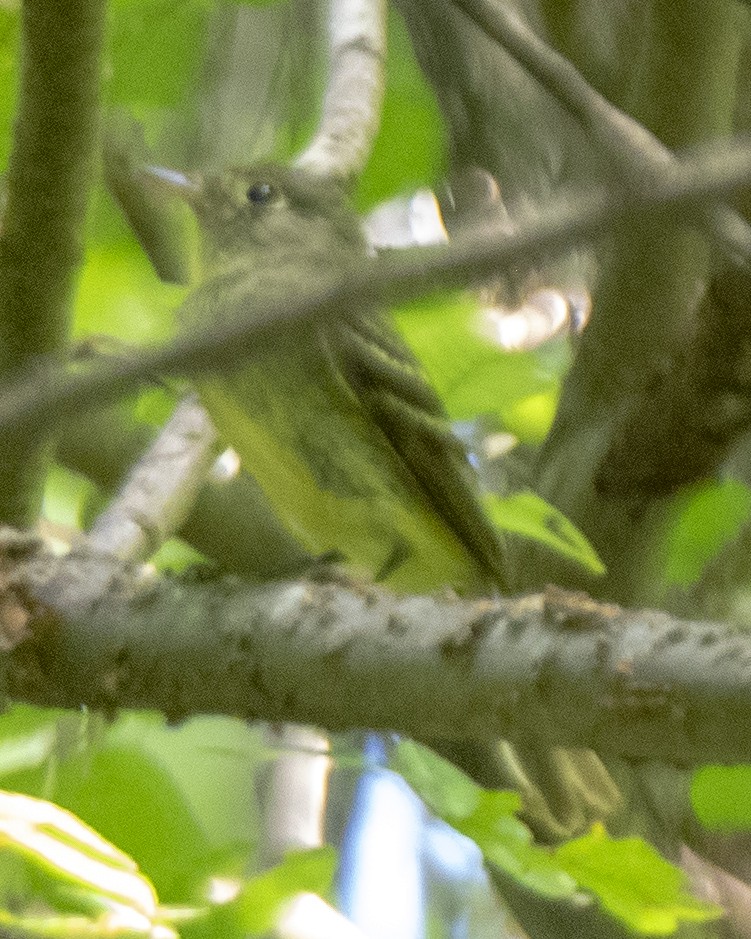 Yellow-bellied Flycatcher - ML253031221