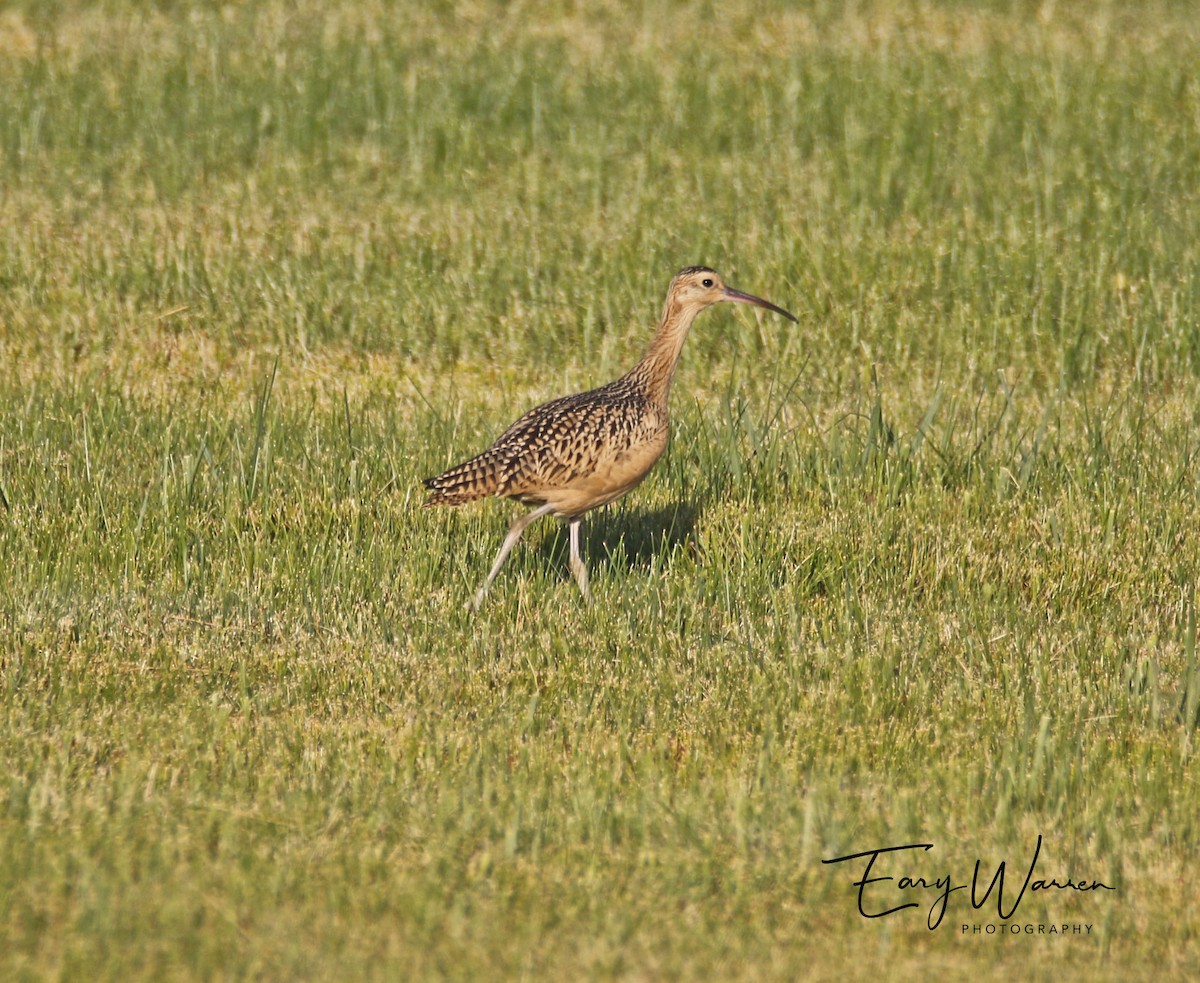 Long-billed Curlew - ML253031841