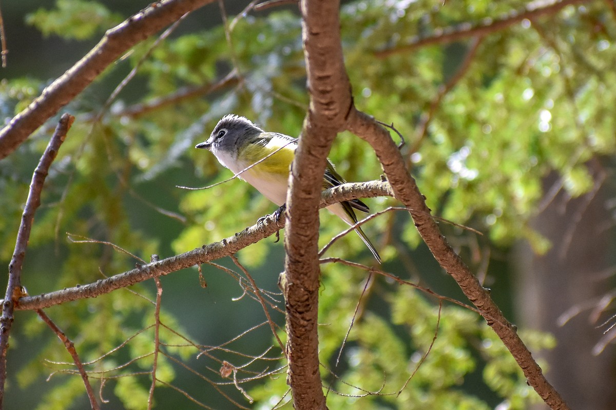 Blue-headed Vireo - Patrick LaClair