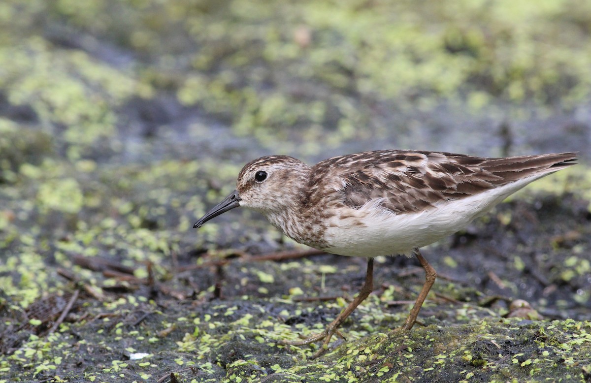 Least Sandpiper - Lily Morello