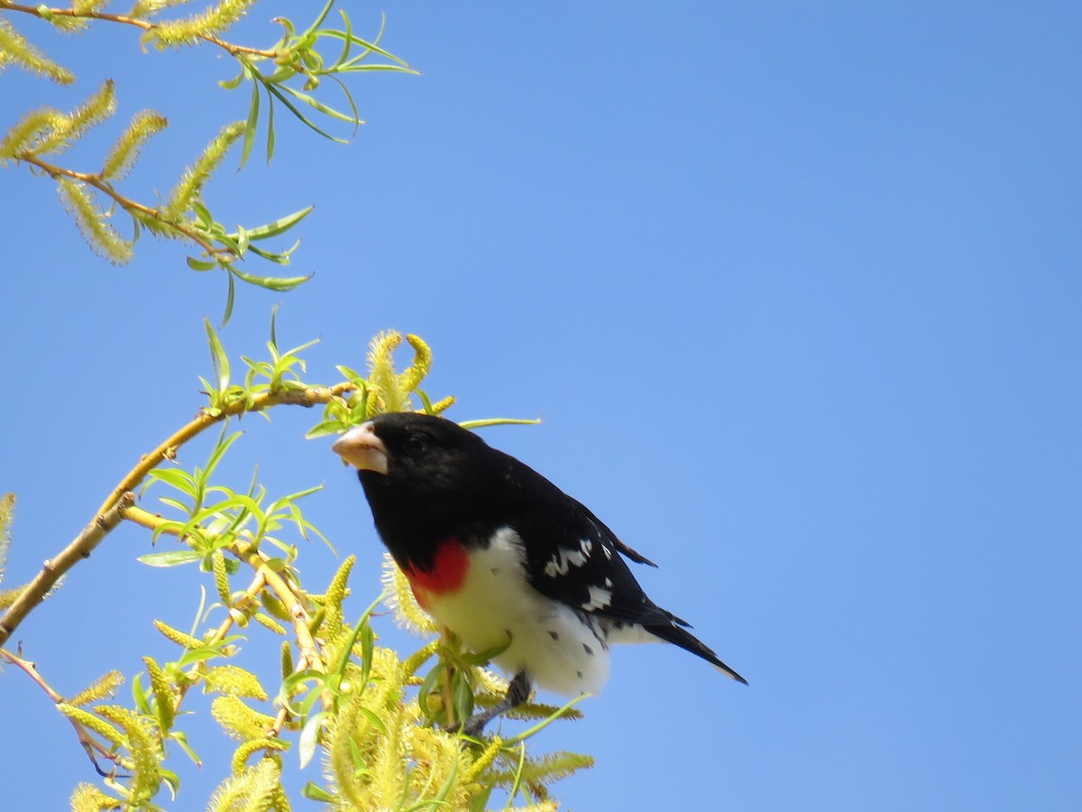 Rose-breasted Grosbeak - Steve Paul