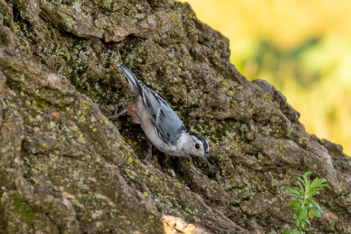 White-breasted Nuthatch - ML253034501