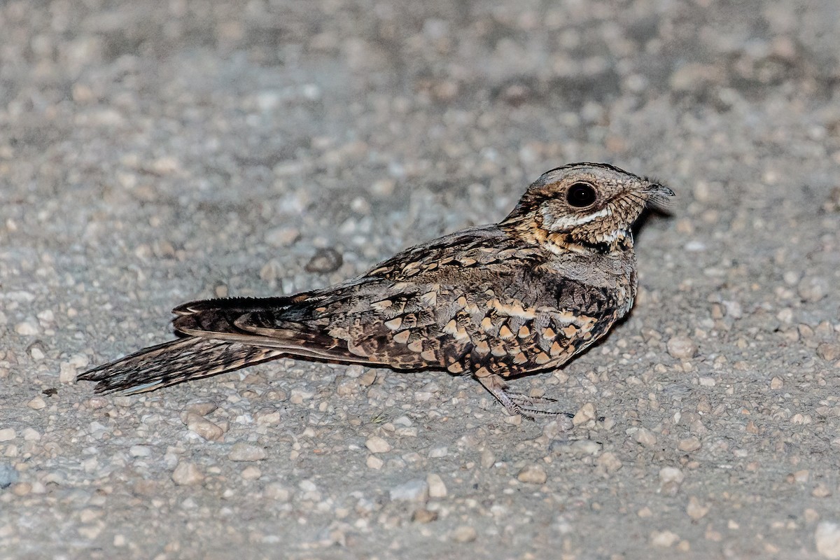 Red-necked Nightjar - Bob Bowhay