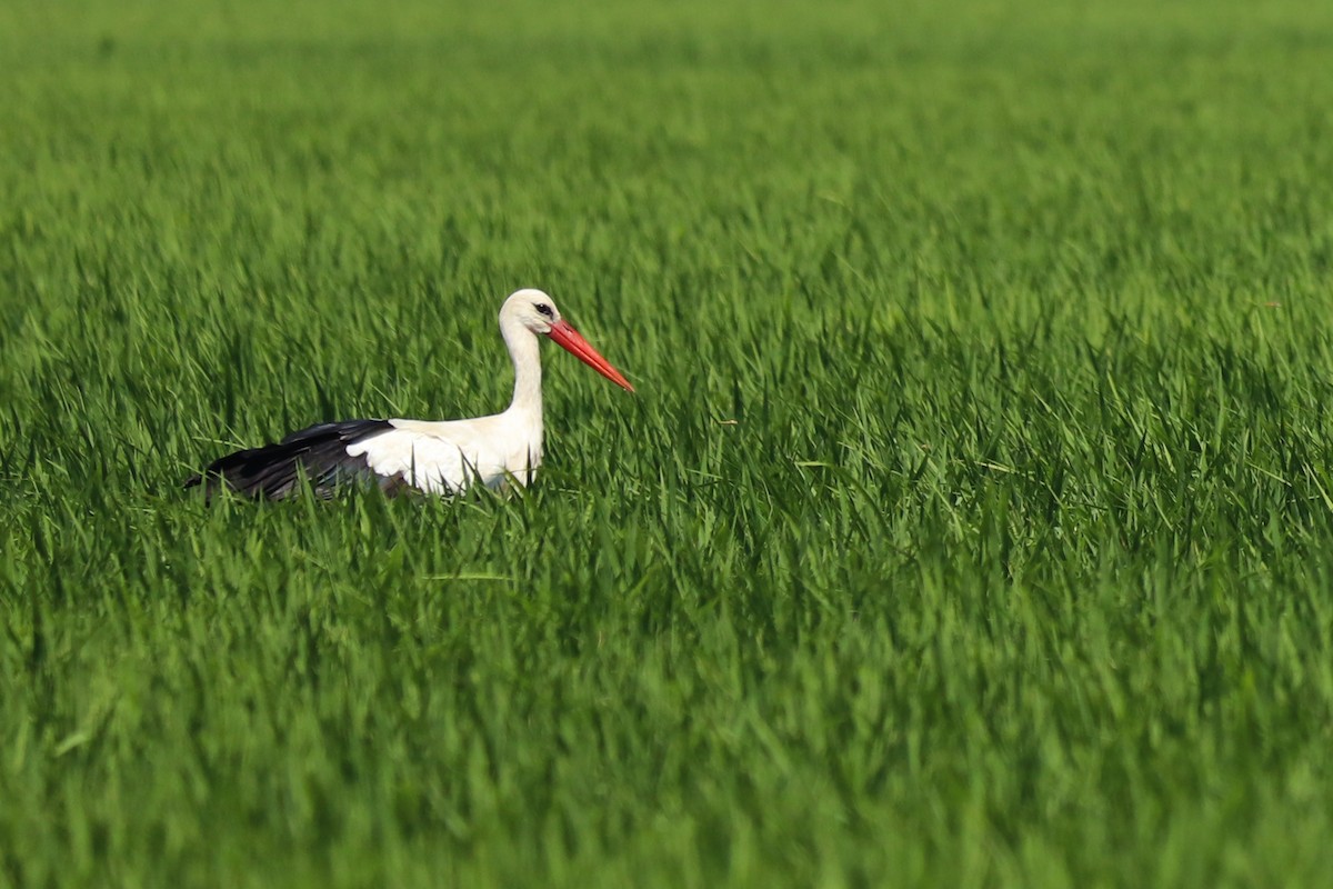 White Stork - ML253035921