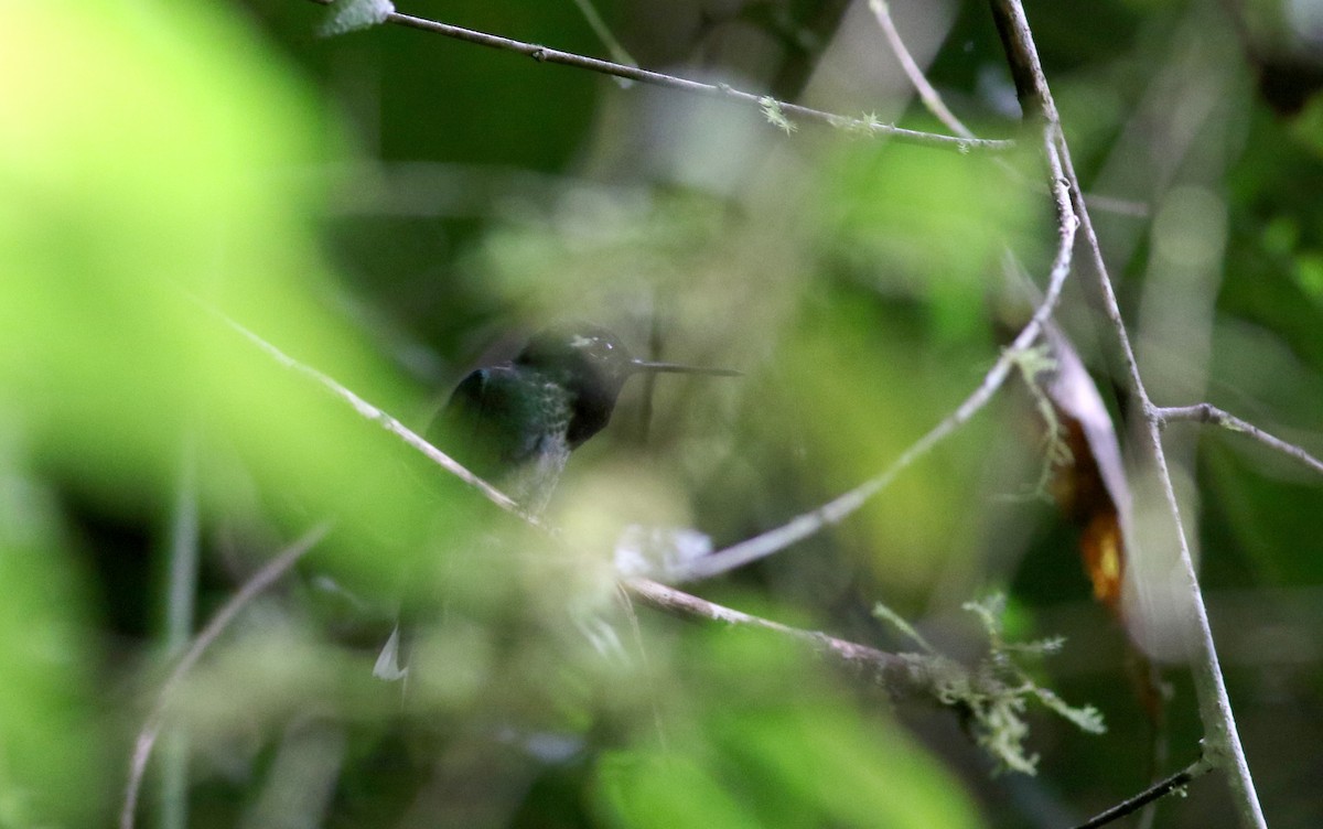 Purple-bibbed Whitetip - Jay McGowan