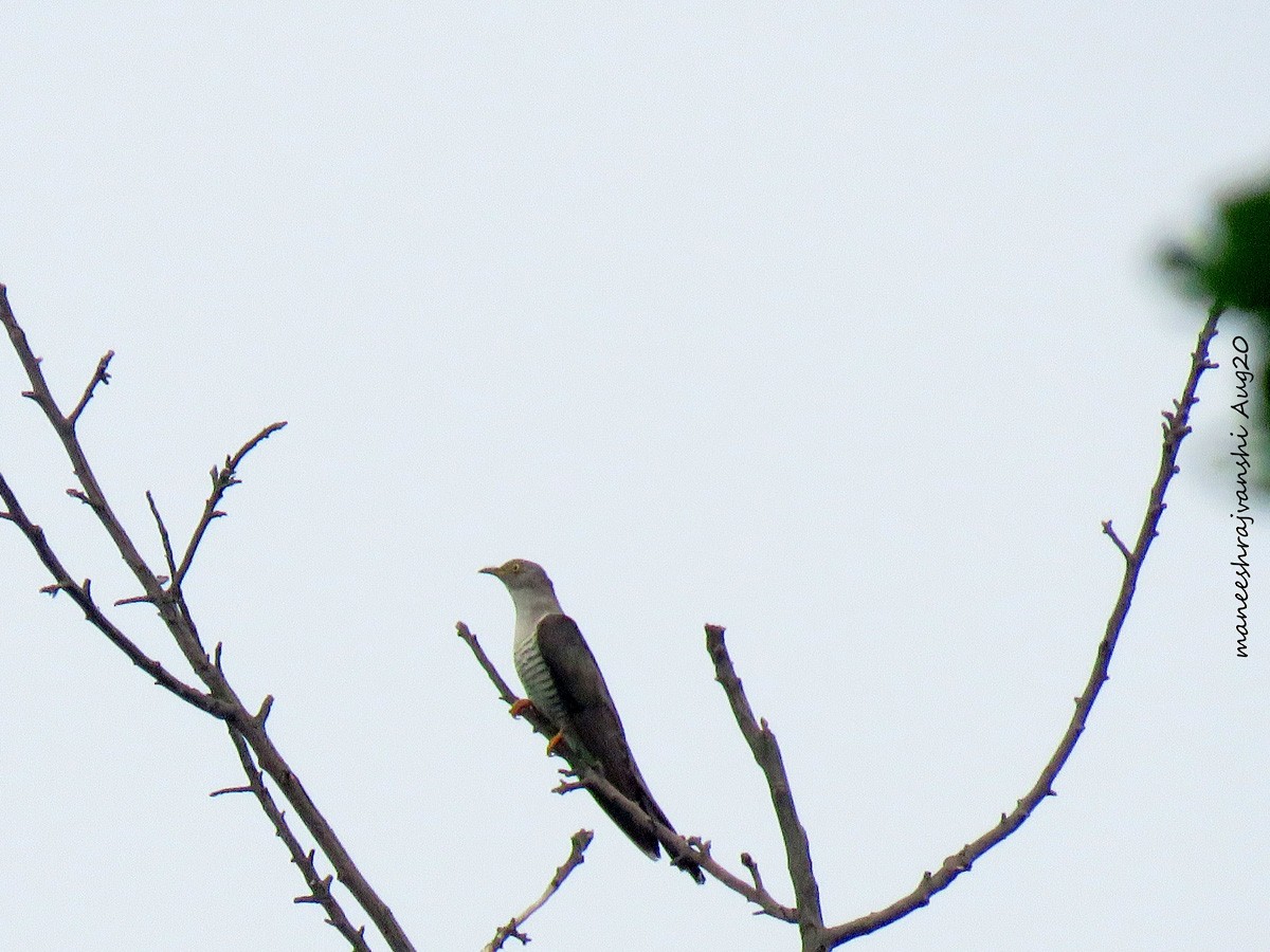 Common Cuckoo - Maneesh Rajvanshi