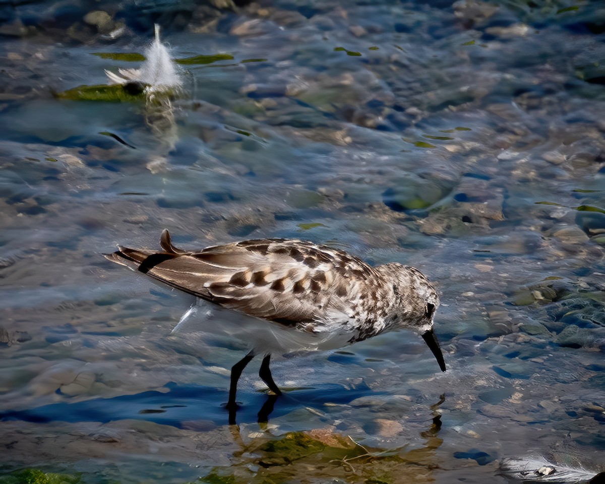 Wiesenstrandläufer - ML253041001