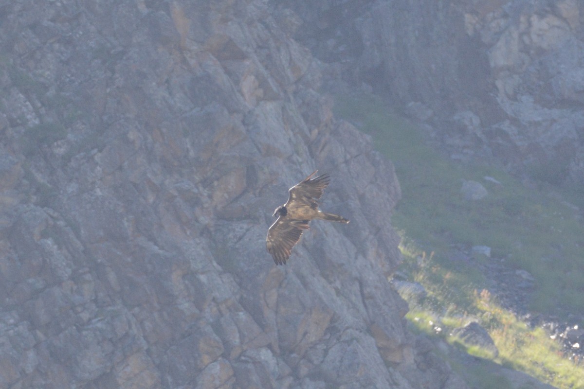 Bearded Vulture - ML253041701