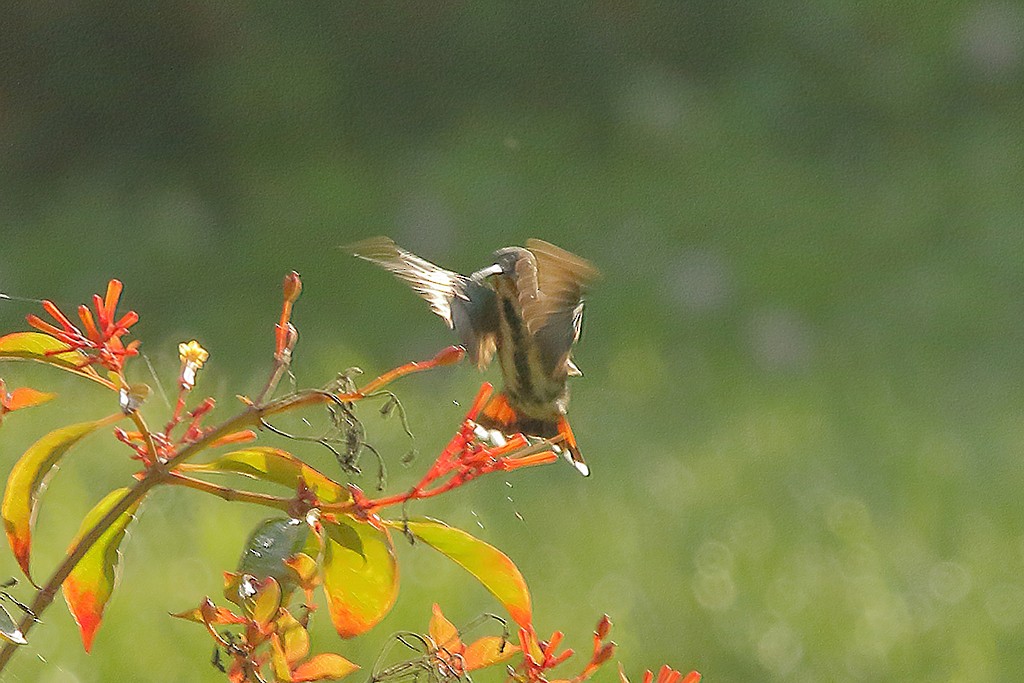 kolibřík lesklý - ML253042501