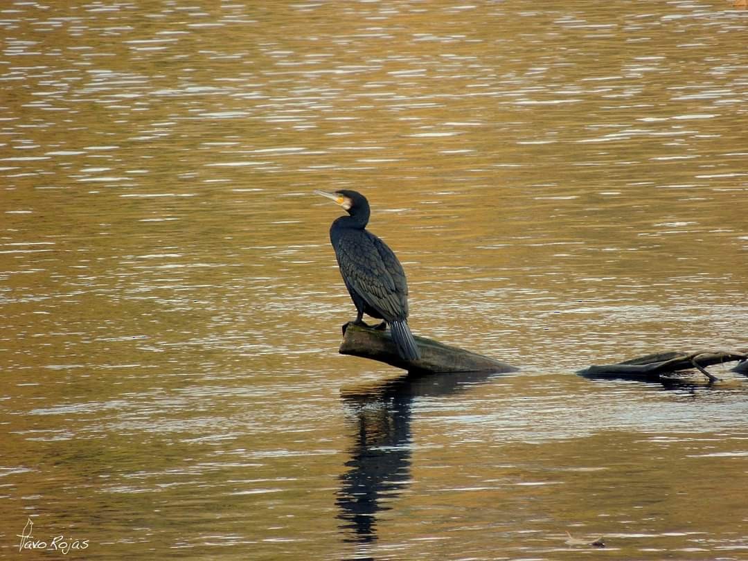 Great Cormorant - ML253043481