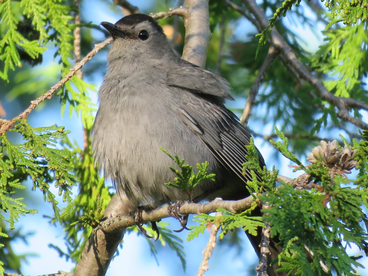 Gray Catbird - ML253043981