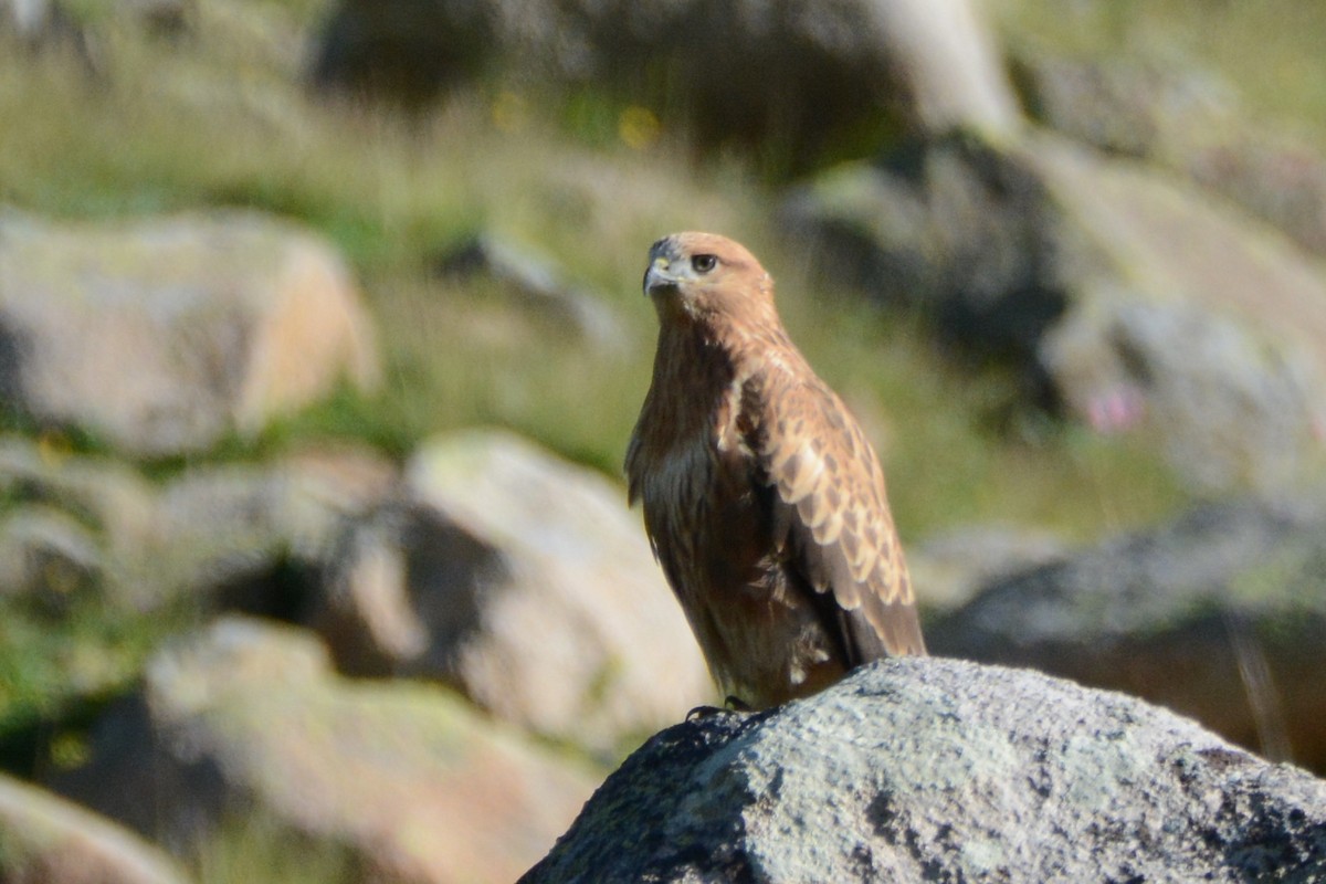 Long-legged Buzzard - ML253044321