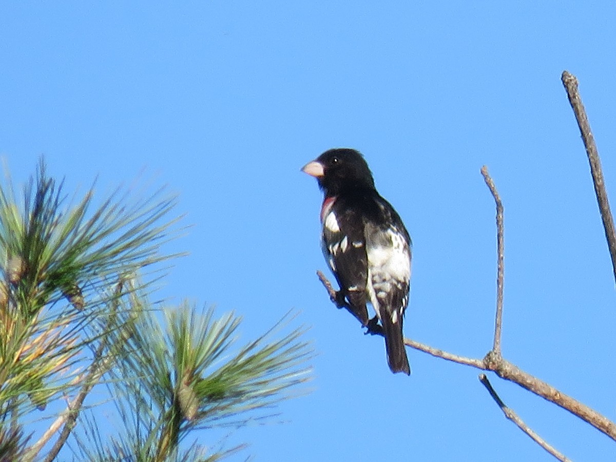 Rose-breasted Grosbeak - ML253044391