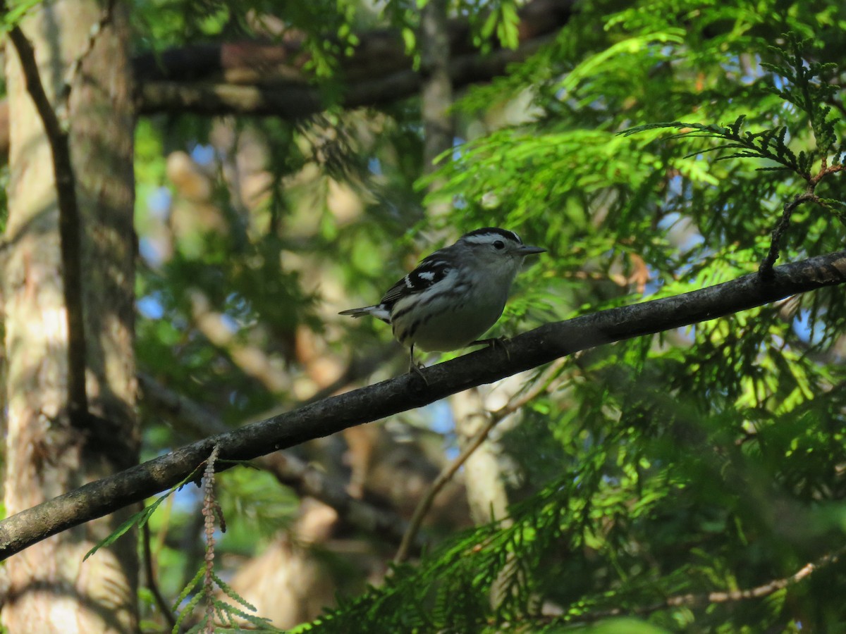 Black-and-white Warbler - Steve Paul