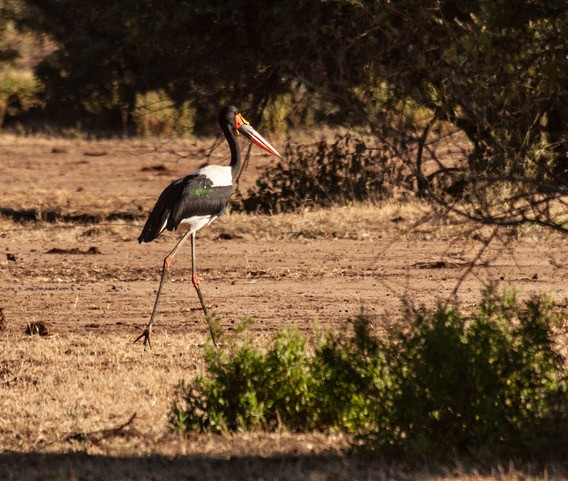 Saddle-billed Stork - ML253045721