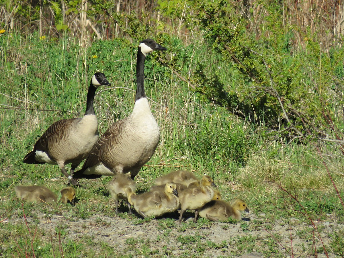 Canada Goose - ML253045961