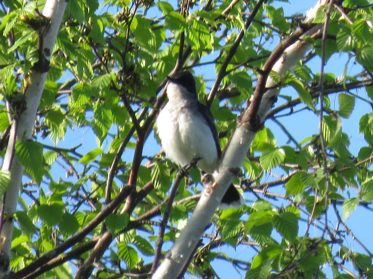 Schieferrücken-Königstyrann - ML253046101