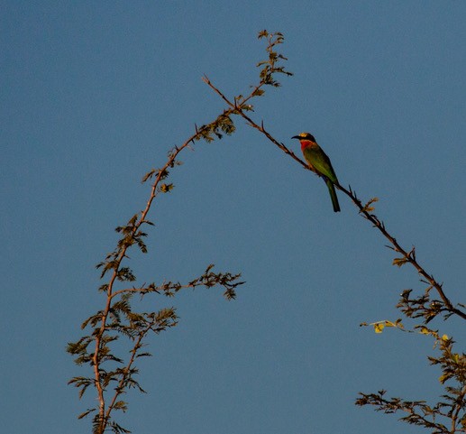 White-fronted Bee-eater - ML253046181