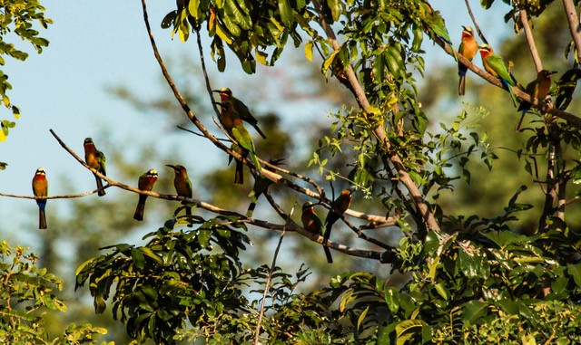 White-fronted Bee-eater - ML253046201