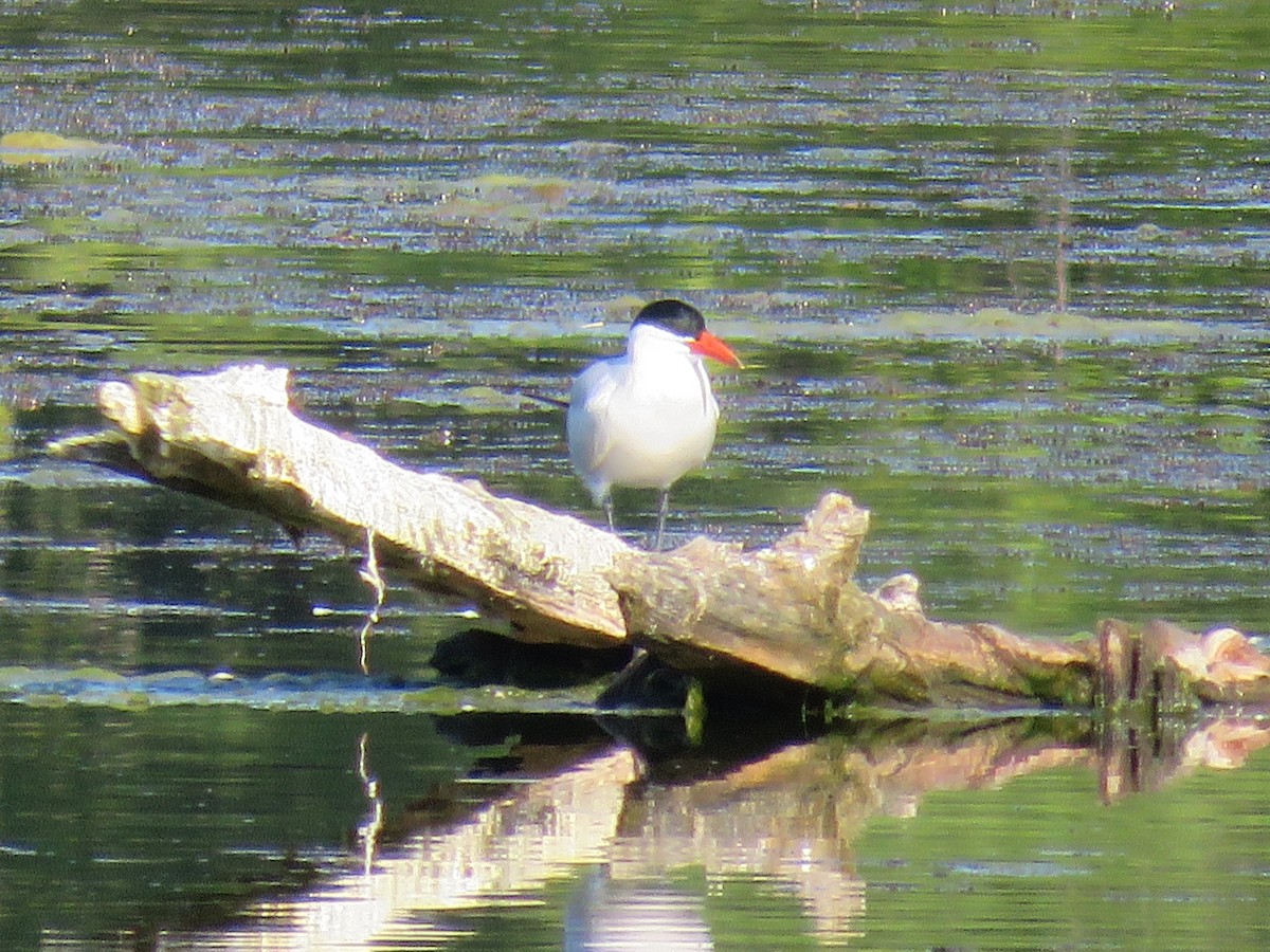 Caspian Tern - ML253046341