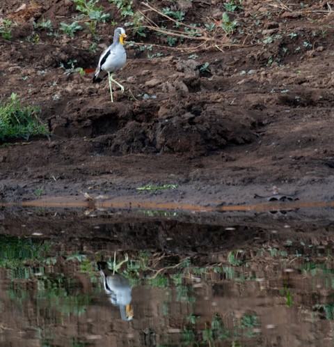 Wattled Lapwing - ML253046971