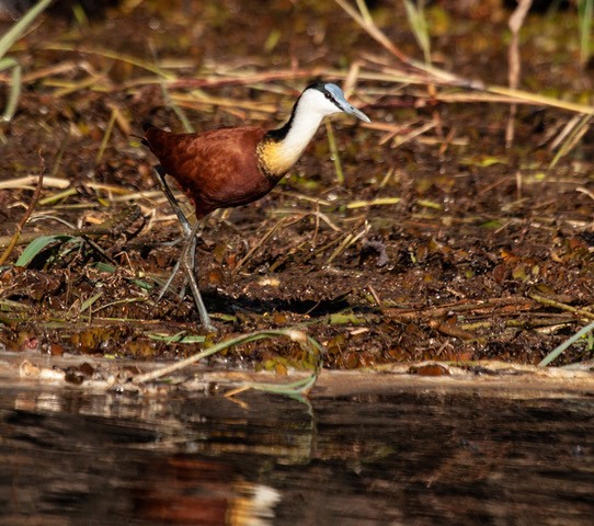 Jacana à poitrine dorée - ML253047041