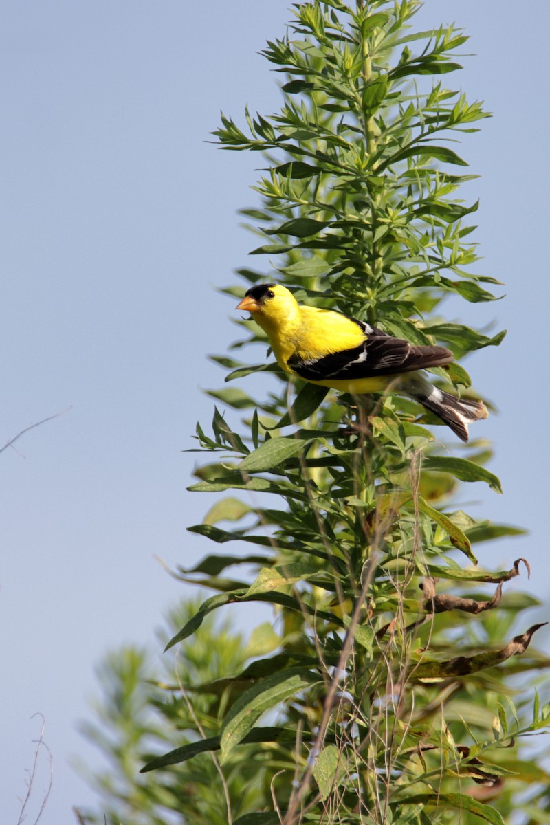American Goldfinch - ML253048331