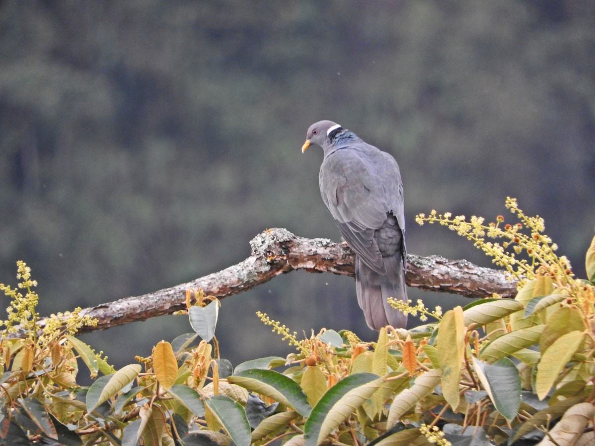 Band-tailed Pigeon - ML253051571