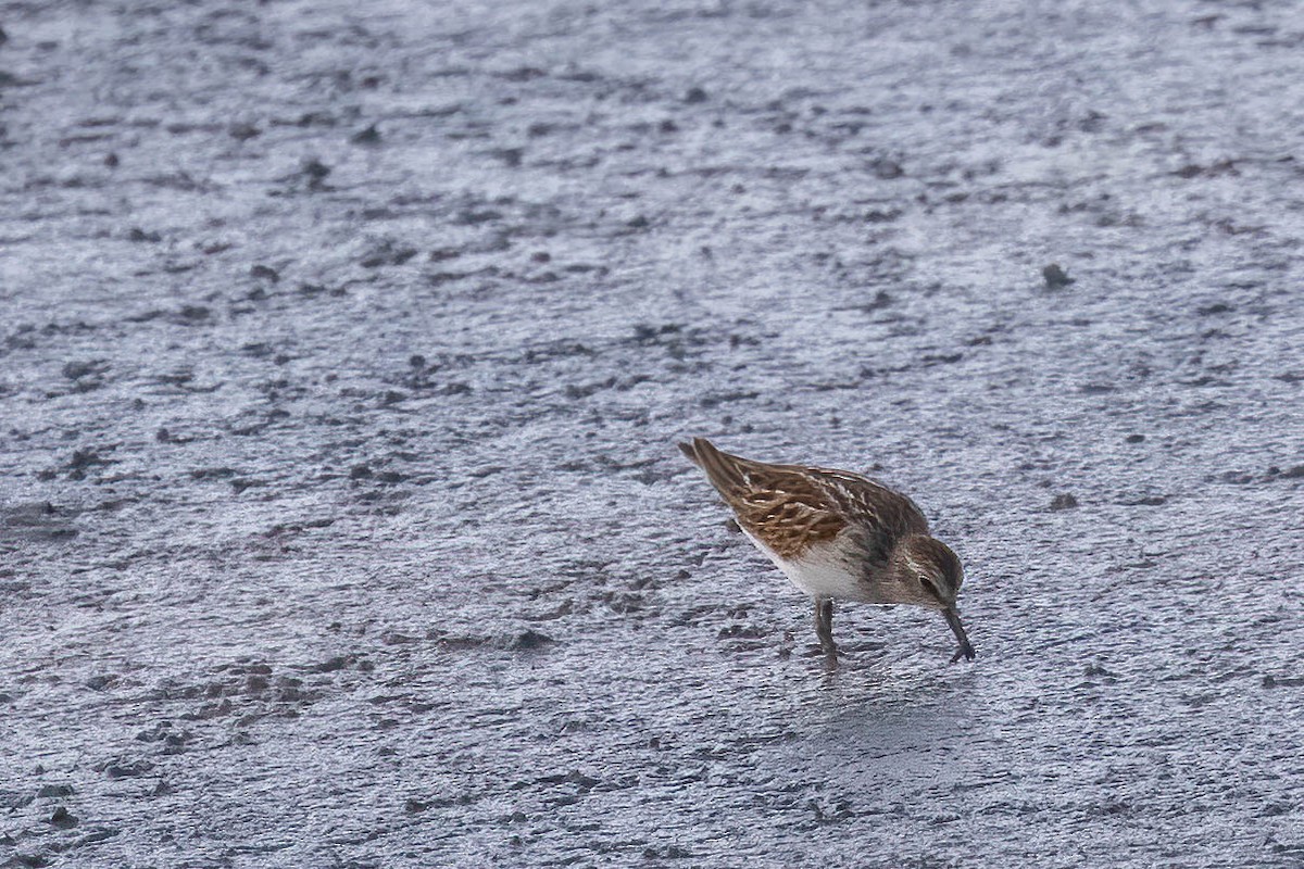 Least Sandpiper - ML253053951