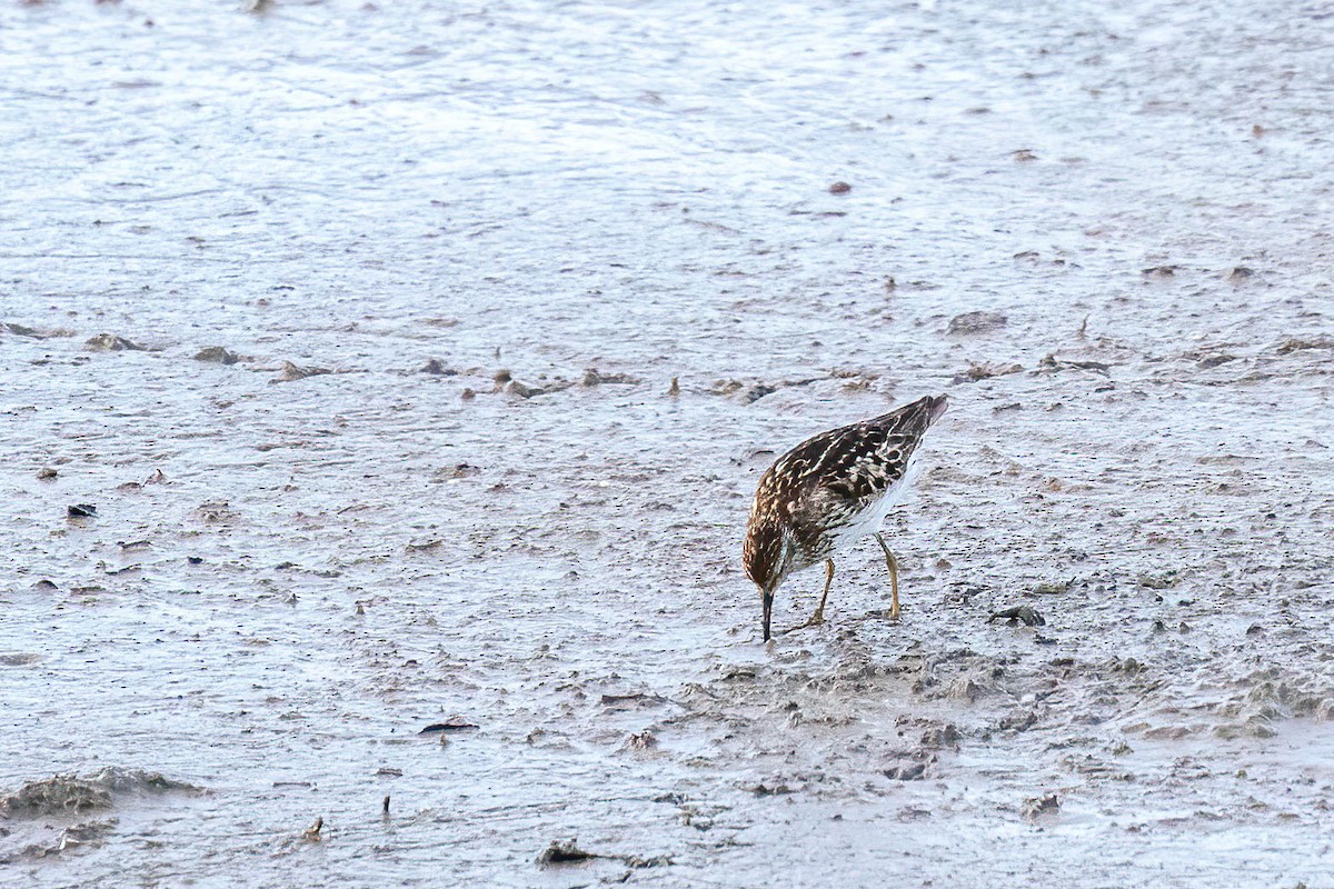 Least Sandpiper - ML253053961