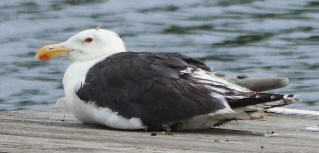 Great Black-backed Gull - valerie heemstra