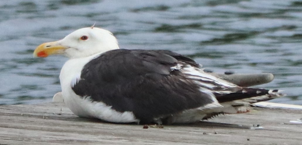 Great Black-backed Gull - ML253055901