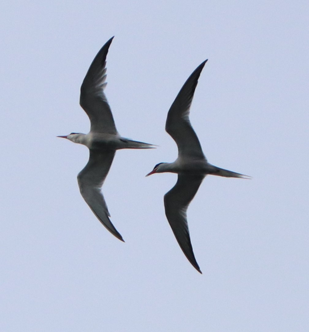 Common Tern - ML253056131