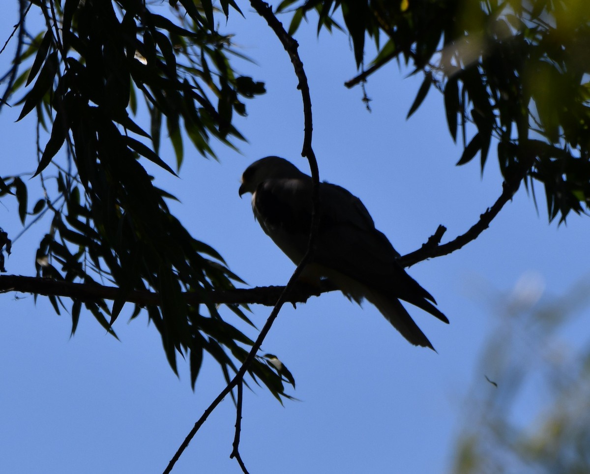 White-tailed Kite - Jeff Spaulding