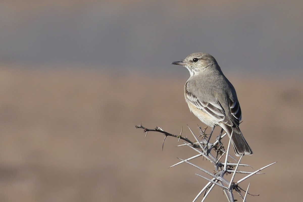 Lesser Shrike-Tyrant - ML253057111